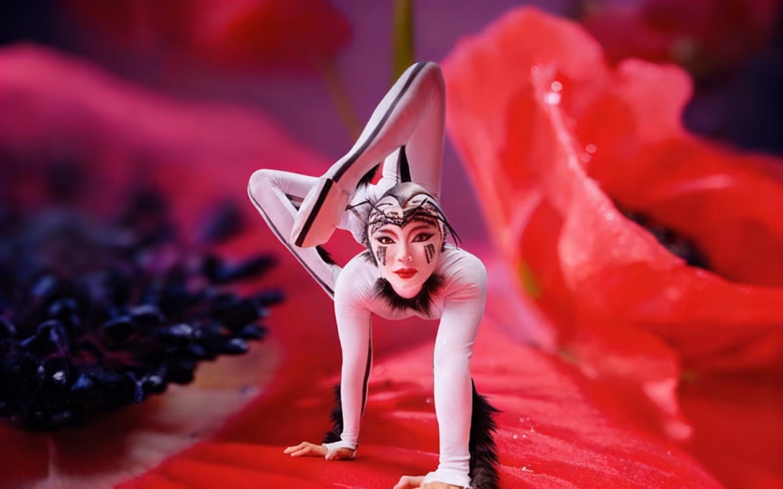 OVO – Cirque Du Soleil